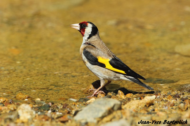 Chardonneret élégant.jpg